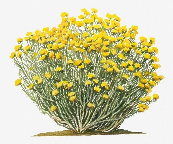 Illustration of Ericameria nauseosa (Chamisa, Rubber Rabbitbrush) bearing terminal clusters of bright yellow flowers on long stems