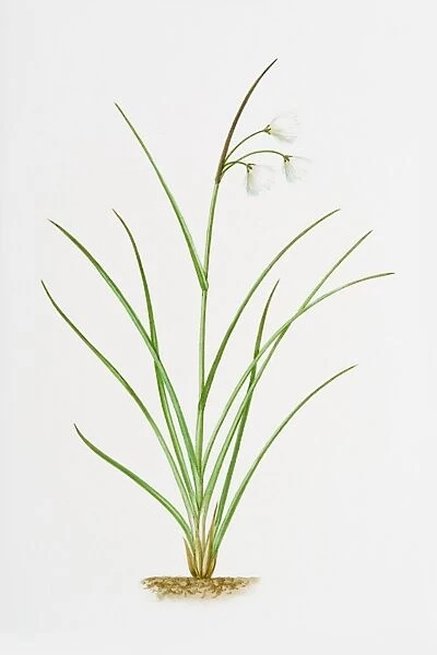 Illustration of Eriophorum angustifoliumCommon Cottongrass)
