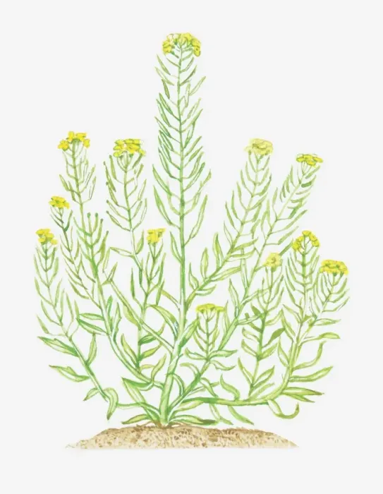 Framed Print : Illustration of Erysimum cheiranthoides (Treacle-mustard), leaves and yellow flowers on branching stems Framed Print : Illustration of Erysimum cheiranthoides (Treacle-mustard), leaves and yellow flowers on branching stems