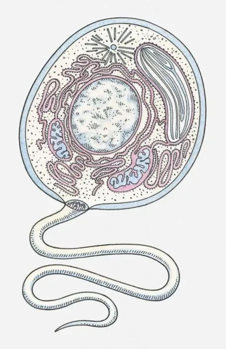 Framed Print : Illustration of an Eukaryote cell Framed Print : Illustration of an Eukaryote cell