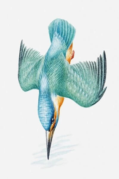 Illustration of Eurasian kingfisher (Alcedo atthis) diving