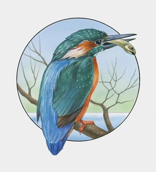 Illustration of Eurasian Kingfisher (Alcedo atthis) perching on branch with fish in beak