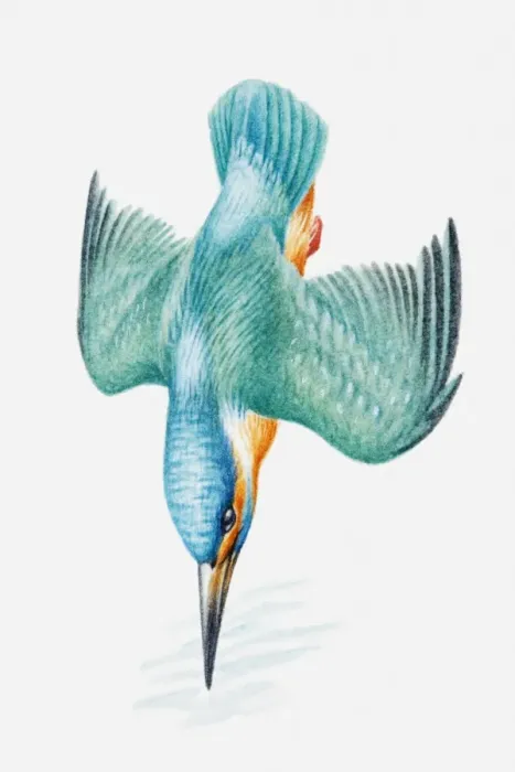 Framed Print : Illustration of Eurasian kingfisher (Alcedo atthis) diving
