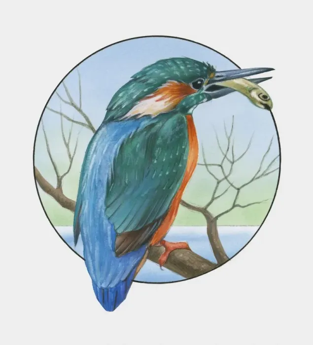 Framed Print : Illustration of Eurasian Kingfisher (Alcedo atthis) perching on branch with fish in beak Framed Print : Illustration of Eurasian Kingfisher (Alcedo atthis) perching on branch with fish in beak