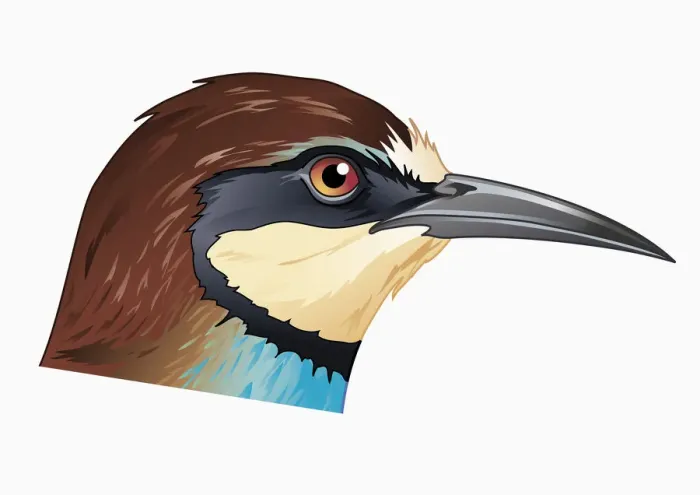 Framed Print : Illustration of European Bee-eater (Merops apiaster), profile showing curved beak