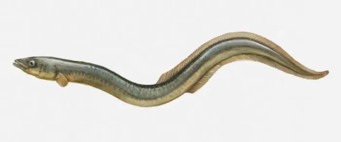 Framed Print : Illustration of an European eel (Anguilla anguilla)