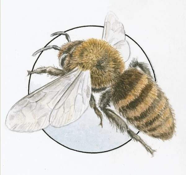 Illustration of European Honey Bee (Apis mellifera) edge of glass