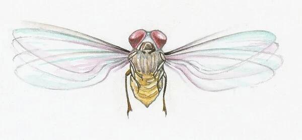 Illustration of European Hoverfly (Helophilus pendulus) with spread wings
