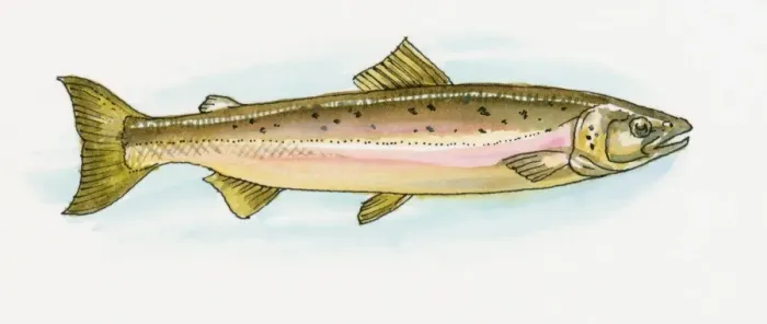 Framed Print : Illustration of European Pilchard (Sardina pilchardus), also known as Hamsi in Black Sea region