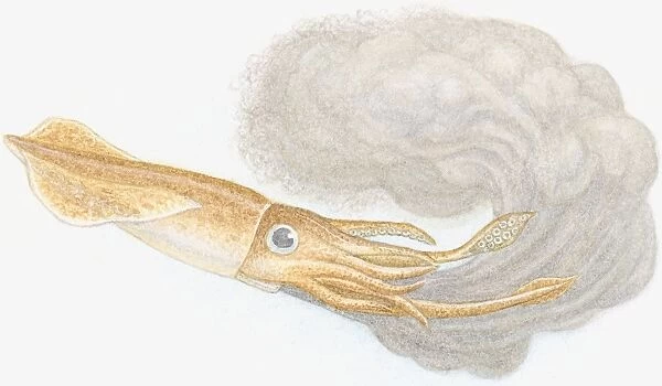 Illustration of European Squid (Loligo vulgaris), with soft, brown mantle, long tentacles and shorter arms, squirting out black ink