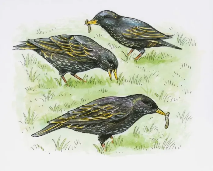 Framed Print : Illustration of European Starling (Sturnus vulgaris) feeding on Earthworm from lawn Framed Print : Illustration of European Starling (Sturnus vulgaris) feeding on Earthworm from lawn