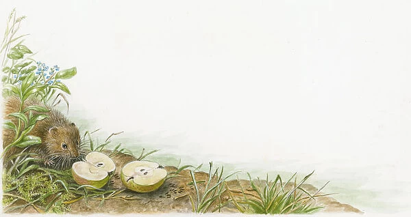 Illustration of European Water Vole (Arvicola amphibius) on riverbank looking at sliced apple at waters edge