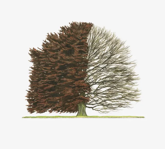 Framed Print : Illustration of Fagus sylvatica f. purpurea (Purple Beech) showing shape of tree with and without leaves