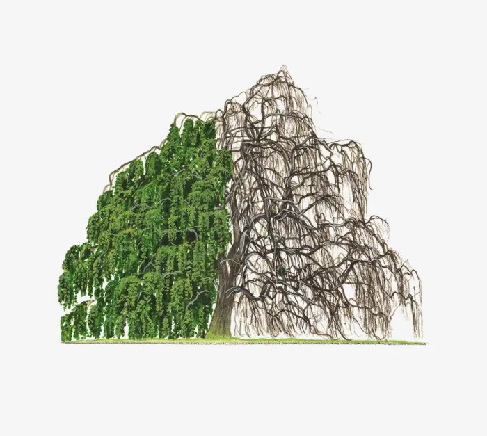Framed Print : Illustration of Fagus sylvatica Pendula (Weeping Beech) showing shape of tree with and without leaves Framed Print : Illustration of Fagus sylvatica Pendula (Weeping Beech) showing shape of tree with and without leaves