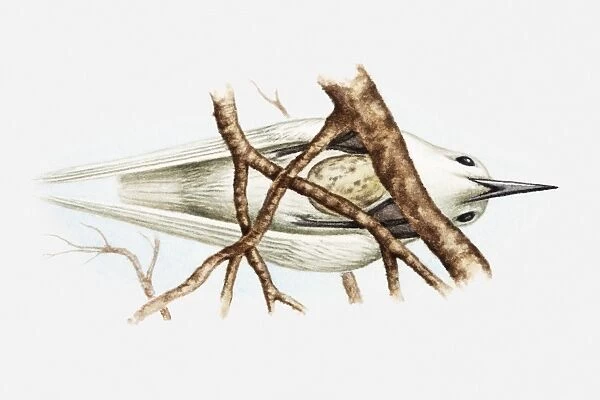 Illustration of Fairy tern (Sterna nereis) sitting on egg balanced on fork of branches, view from below