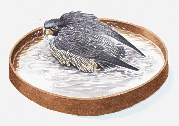 Illustration of falcon in bird bath