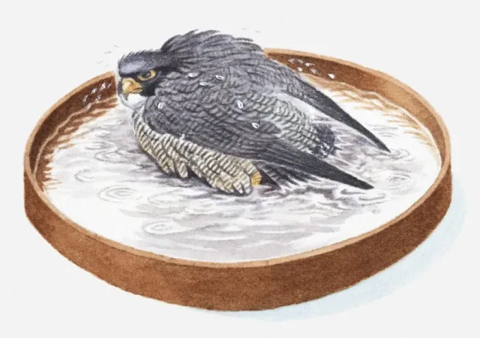 Framed Print : Illustration of falcon in bird bath
