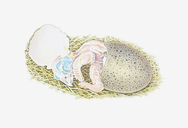 Illustration of a falcon chick hatching