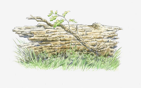Illustration of fallen oak tree trunk with shoot growing from branch