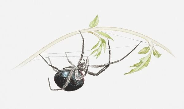 Illustration of False black widow spider (Steatoda sp. ) hanging upside down from a plant, weaving a web