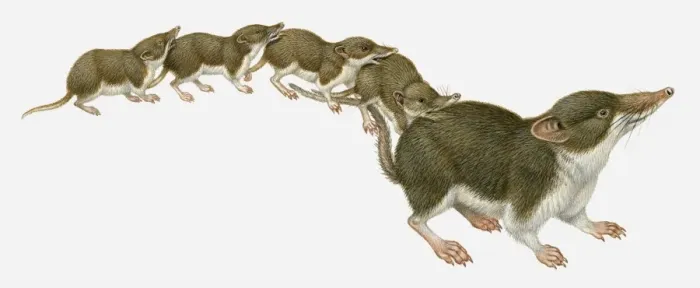 Framed Print : Illustration of family American Pygmy Shrews Framed Print : Illustration of family American Pygmy Shrews