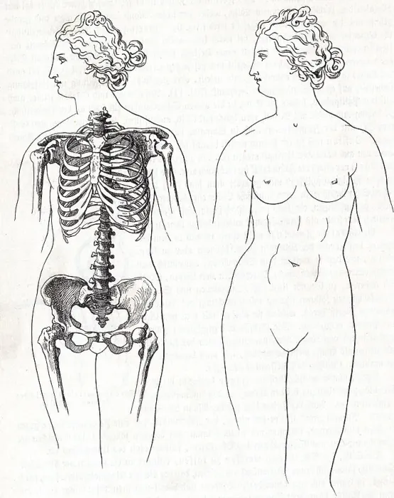 Framed Print : Illustration of Two Female Anatomies Not Influenced by Use of Corsets Framed Print : Illustration of Two Female Anatomies Not Influenced by Use of Corsets