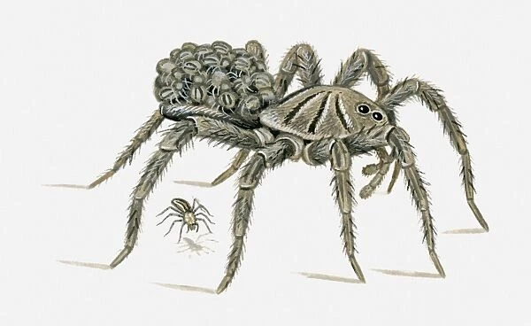 Illustration of female Carolina Wolf Spider (Hogna carolinensis) carrying young on back, and spider falling to the ground