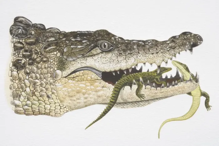 Framed Print : Illustration, female Crocodile (crocodlylidae) carrying baby Crocodiles in her jaw, side view Framed Print : Illustration, female Crocodile (crocodlylidae) carrying baby Crocodiles in her jaw, side view
