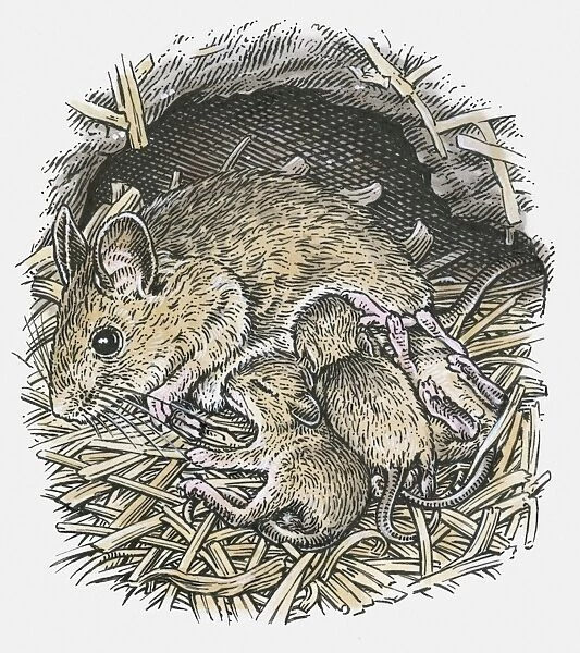 Illustration of female field mouse suckling young in underground nest