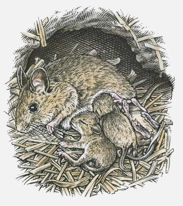Framed Print : Illustration of female field mouse suckling young in underground nest Framed Print : Illustration of female field mouse suckling young in underground nest