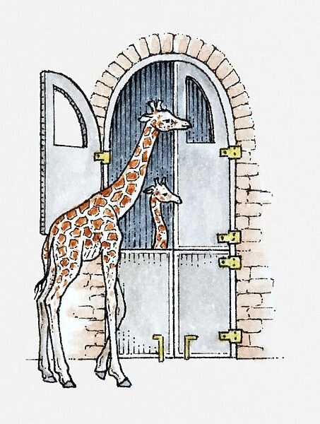 Illustration of female Giraffe (Giraffa camelopardalis) standing outside giraffe house at zoo with calf inside