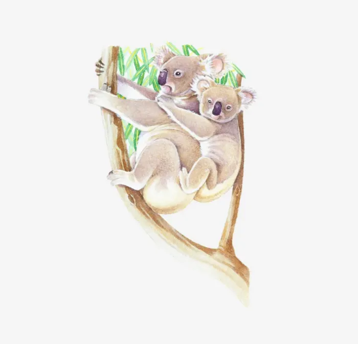 Framed Print : Illustration of female Koala (Phascolarctos cinereus) in Eucalyptus tree with baby on back