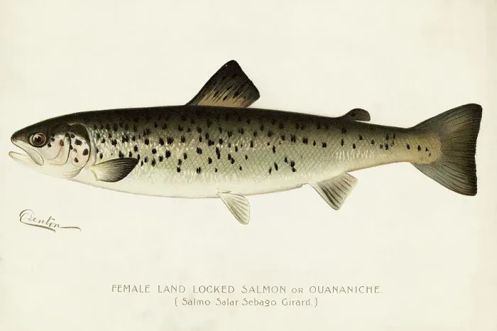 Framed Print : Illustration of a Female Land Locked Salmon Framed Print : Illustration of a Female Land Locked Salmon