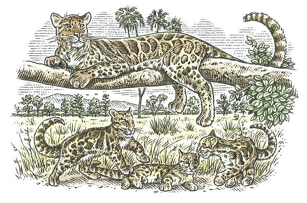 Illustration of female leopard lying on branch as her cubs play below on plains of sub-Saharan Afric