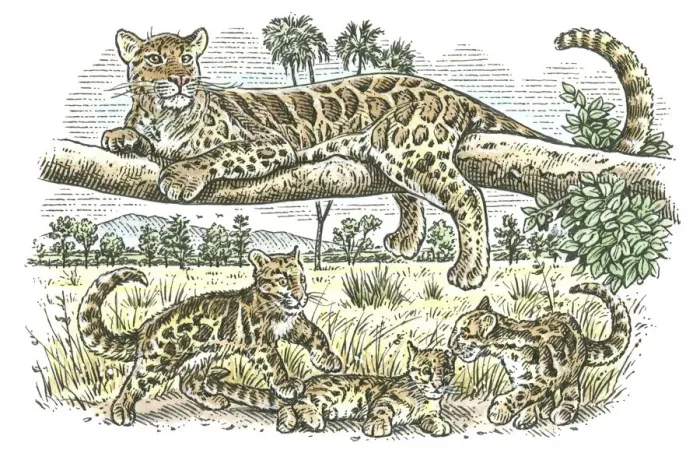 Framed Print : Illustration of female leopard lying on branch as her cubs play below on plains of sub-Saharan Afric Framed Print : Illustration of female leopard lying on branch as her cubs play below on plains of sub-Saharan Afric