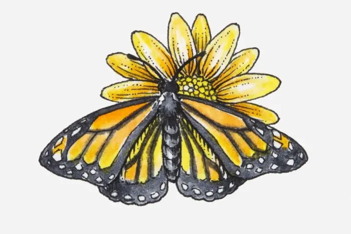 Framed Print : Illustration of female Monarch butterfly (Danaus plexippus) feeding on nectar from yellow flower Framed Print : Illustration of female Monarch butterfly (Danaus plexippus) feeding on nectar from yellow flower