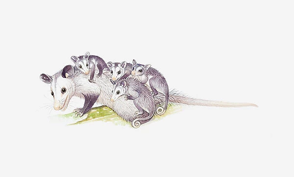 Illustration of female Opossum (Didelphimorphia) with young