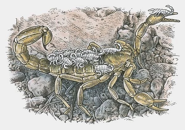 Illustration of a female Scorpion carrying young on back
