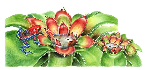 Illustration of female Strawberry Poison Dart Frog (Dendrobates pumilio) carrying tadpoles on back to water inside Bromeliad axils