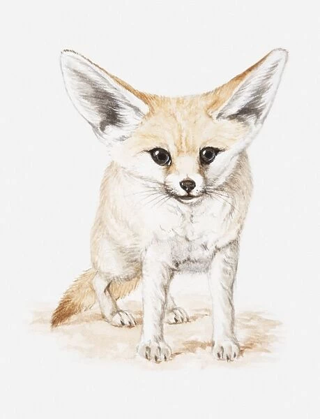 Illustration of a Fennec fox (Vulpes zerda), front view