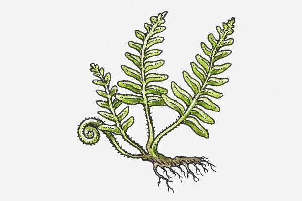 Illustration of Fern with green leaves, frond, and roots