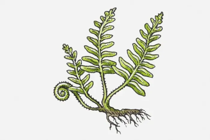 Framed Print : Illustration of Fern with green leaves, frond, and roots Framed Print : Illustration of Fern with green leaves, frond, and roots