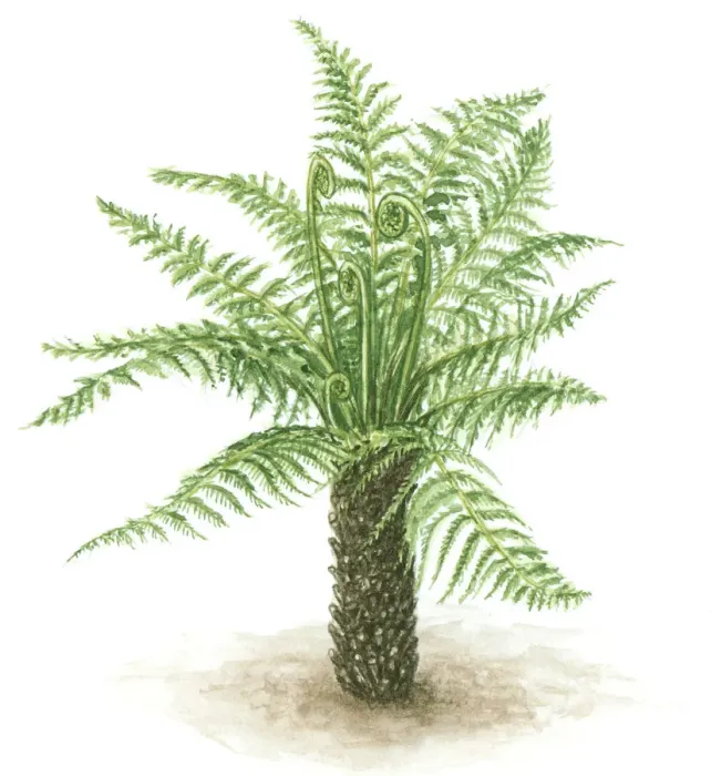 Framed Print : Illustration of fern with green leaves, fronds and thick trunk Framed Print : Illustration of fern with green leaves, fronds and thick trunk