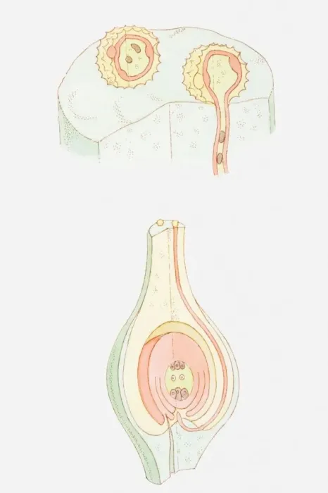 Framed Print : Illustration of fertilization of flower, pollen grain containing male nuclei on stigma, male nucleus travelling down pollen tube, female nuclei inside ovule