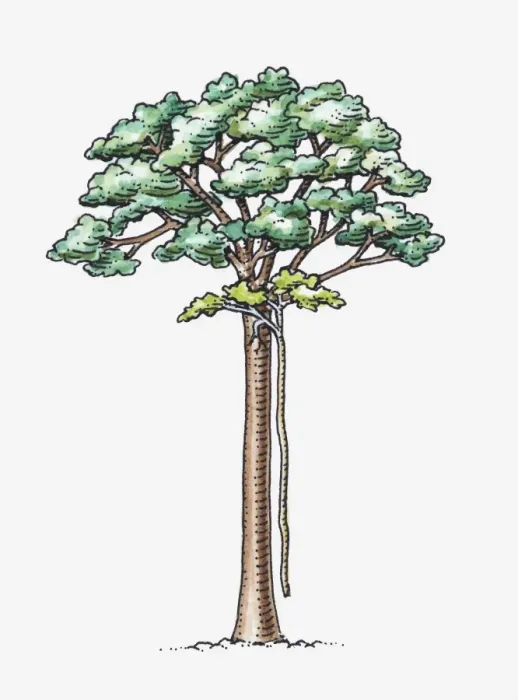 Framed Print : Illustration of Ficus sp. (Strangler fig) attached to a host tree, sending aerial roots to the ground Framed Print : Illustration of Ficus sp. (Strangler fig) attached to a host tree, sending aerial roots to the ground