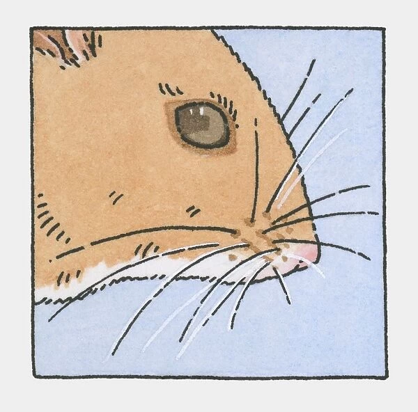 Illustration of field mouse head showing whiskers