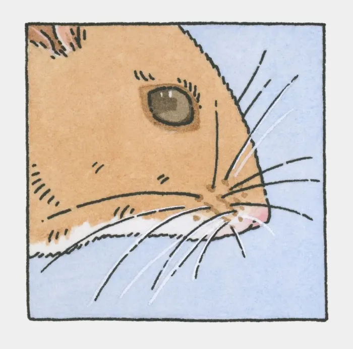 Framed Print : Illustration of field mouse head showing whiskers