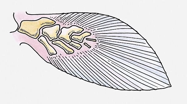 Illustration of the fin of a prehistoric Fleshy-finned fish (Sarcopterygii)