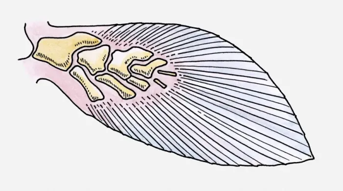 Framed Print : Illustration of the fin of a prehistoric Fleshy-finned fish (Sarcopterygii) Framed Print : Illustration of the fin of a prehistoric Fleshy-finned fish (Sarcopterygii)