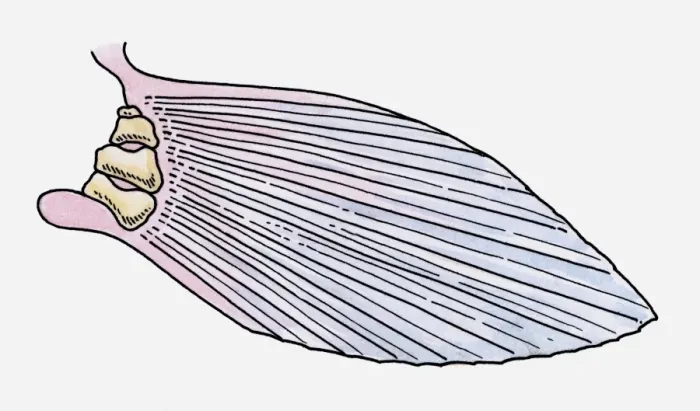 Framed Print : Illustration of the fin of a prehistoric Ray-finned fish (Actinopterygii) Framed Print : Illustration of the fin of a prehistoric Ray-finned fish (Actinopterygii)